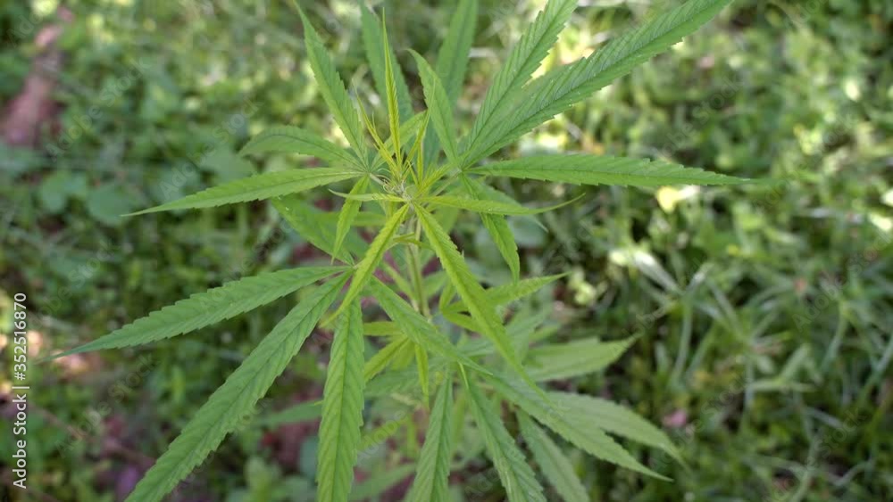Cannabis plant leaf close Planting marijuana naturally Health and well-being Big green cannabis, tropical area, plus asia Bright green, abundant.