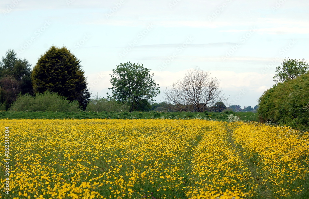 field of yellow buttercup flowers