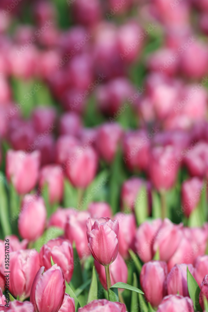 Beautiful tulip flowers with blured background in the garden. Pink tulip flowers.