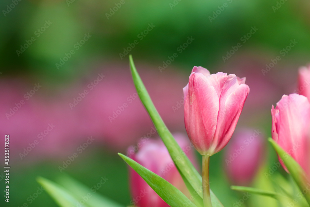 Naklejka premium Beautiful tulip flowers with blured background in the garden. Pink tulip flowers.