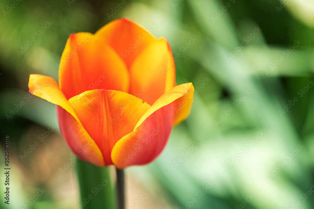 Orange Tulip flowers bloom in spring background the background of blurry tulips in a tulip garden. Nature. Orange Tulip flowers bloom in spring background the background of blurry tulips in a tulip garden. Nature.
