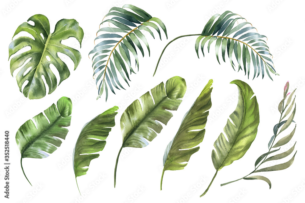 Tropical leaves collection. Watercolor palm leaf, monstera, banana leaf - obrazy, fototapety, plakaty 