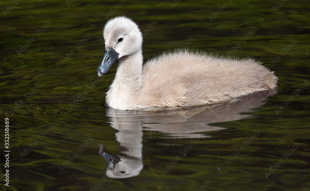 Cute Mute cygnet reflecting in lake water. Cute Mute cygnet reflecting in lake water.