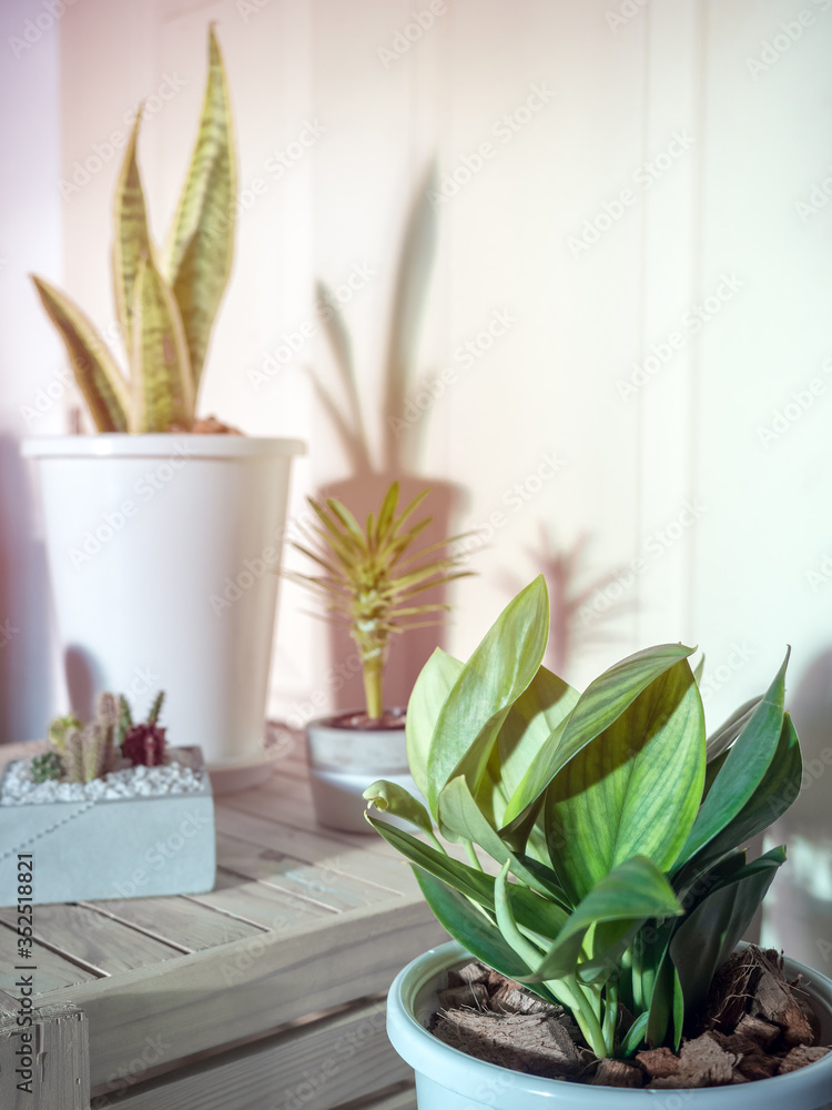 Green leaf, air purifying plants in white pot in the room. Green leaf, air purifying plants in white pot in the room.