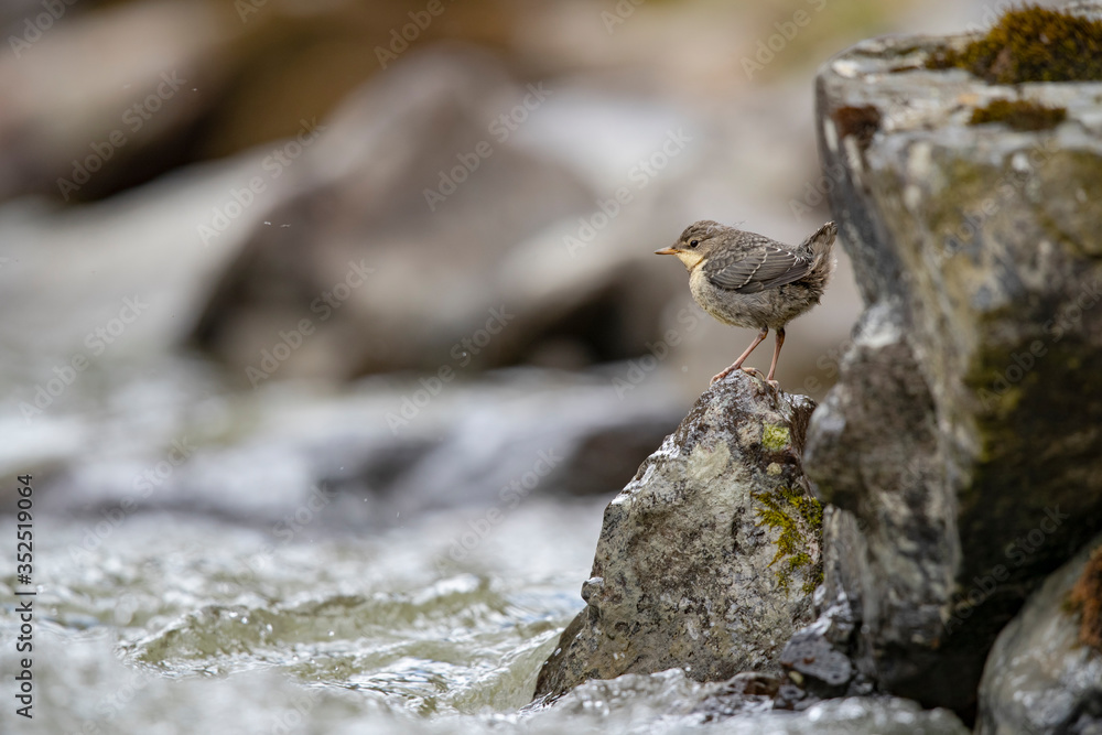 Wasseramsel Wasseramsel