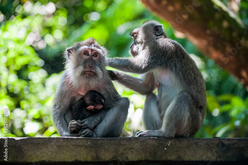 Canvas Print Long Tailed Macaques Grooming, Sacred Monkey Forest Sanctuary and Temple, Ubud,