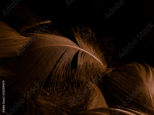 Beautiful abstract white and brown feathers on black background and soft yellow feather texture on white pattern and yellow background, feather background, gold feathers banners