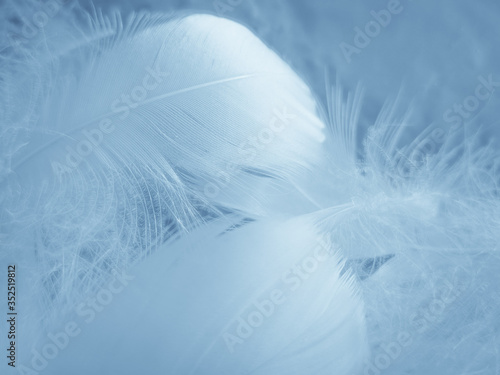 Beautiful abstract colorful white and blue feathers on white background and soft white feather texture on blue pattern and blue background  feather background  blue banners