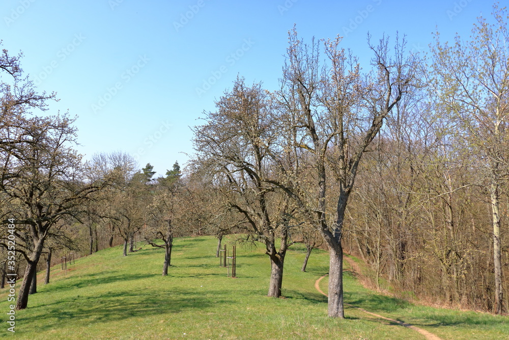 Scattered flowering wild pear trees on meadow, Burgstädtl, Kreischa, Dresden, Germany, Europe Scattered flowering wild pear trees on meadow, Burgstädtl, Kreischa, Dresden, Germany, Europe
