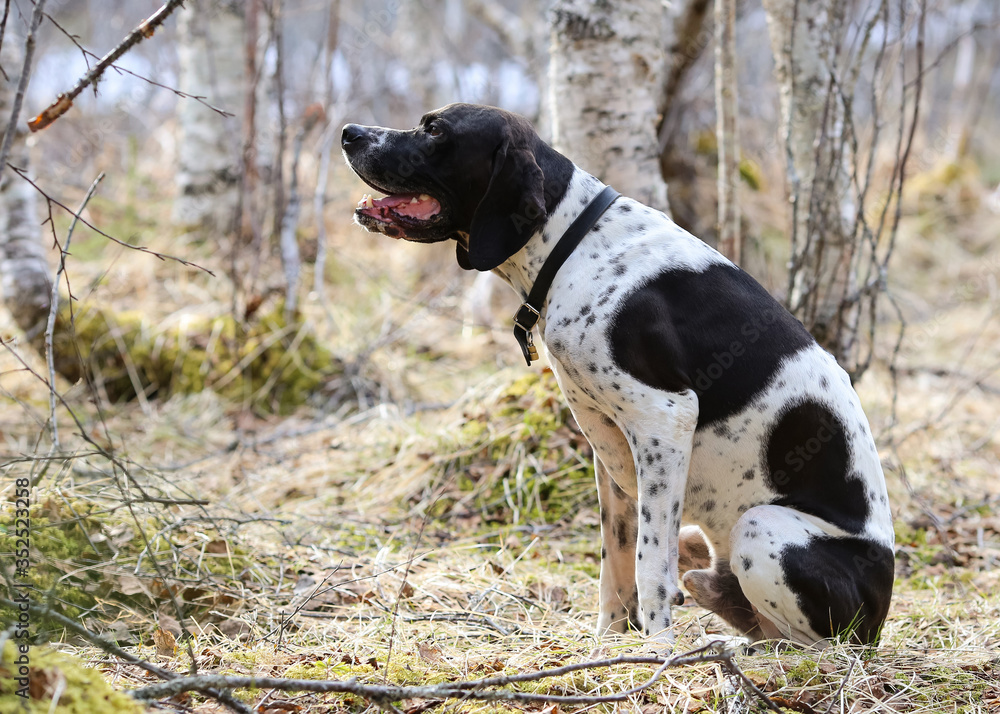 Dog english pointer Dog english pointer