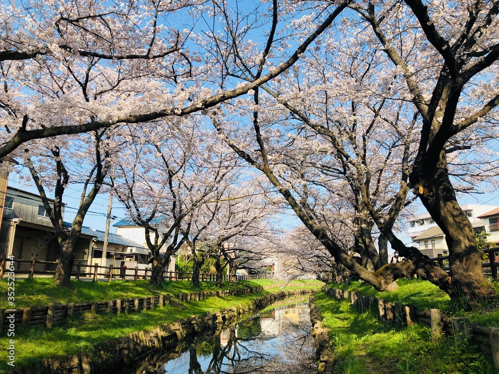 cherry blossom trees cherry blossom trees