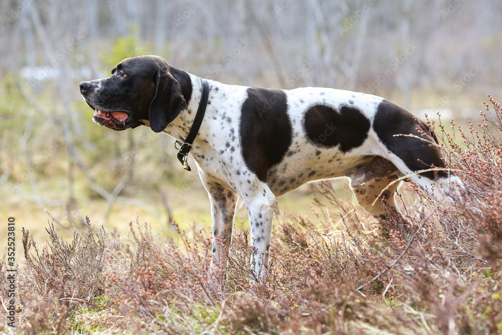 Dog english pointer