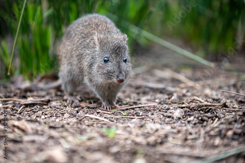 Close-up of Small Long-Nosed Potoroo