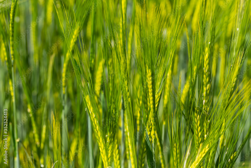 Closeup of barley in a field in spring Closeup of barley in a field in spring