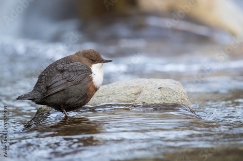 Wasseramsel am Gebirgsbach photo