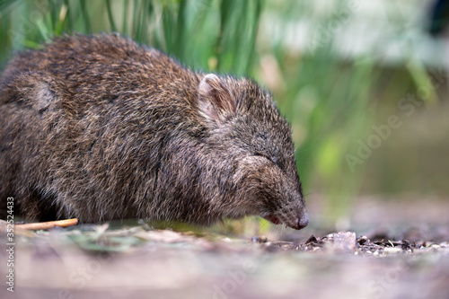 Close-up of happy-looking Long-Nosed Potoroo with eyes closed