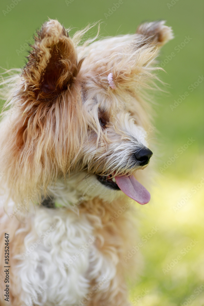 Red dog australian terrier in park chinese Red dog australian terrier in park chinese
