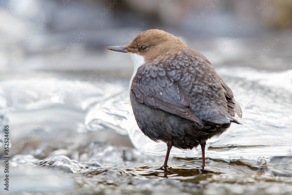 Wasseramsel am winterlichen Gebirgsbach Wasseramsel am winterlichen Gebirgsbach