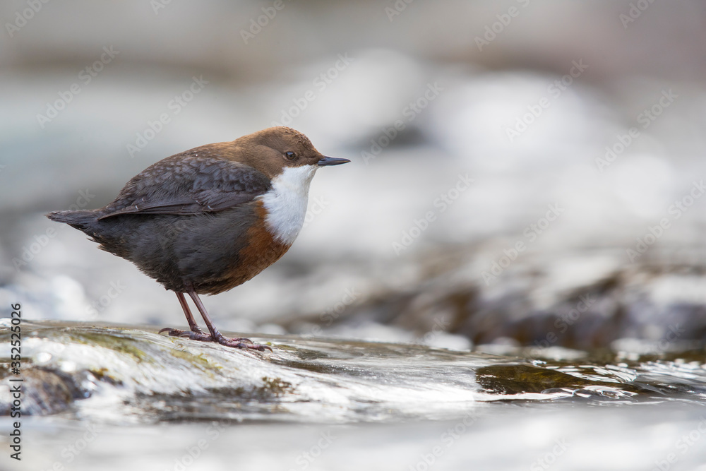 Wasseramsel am winterlichen Gebirgsbach Wasseramsel am winterlichen Gebirgsbach