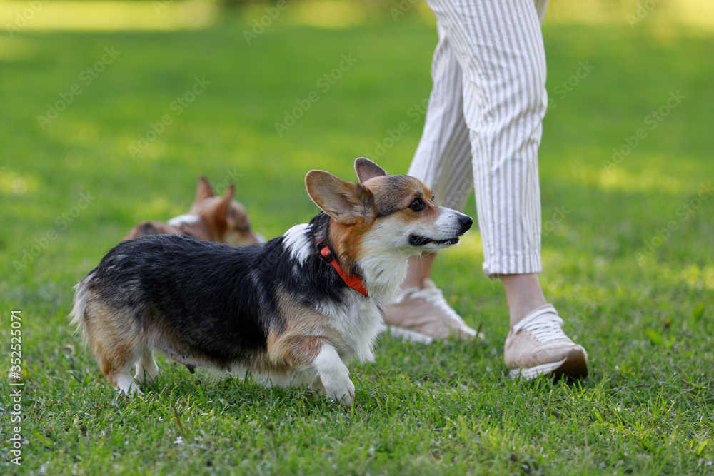 Adult Pembroke welsh corgi playing with a rubber toy together with puppies