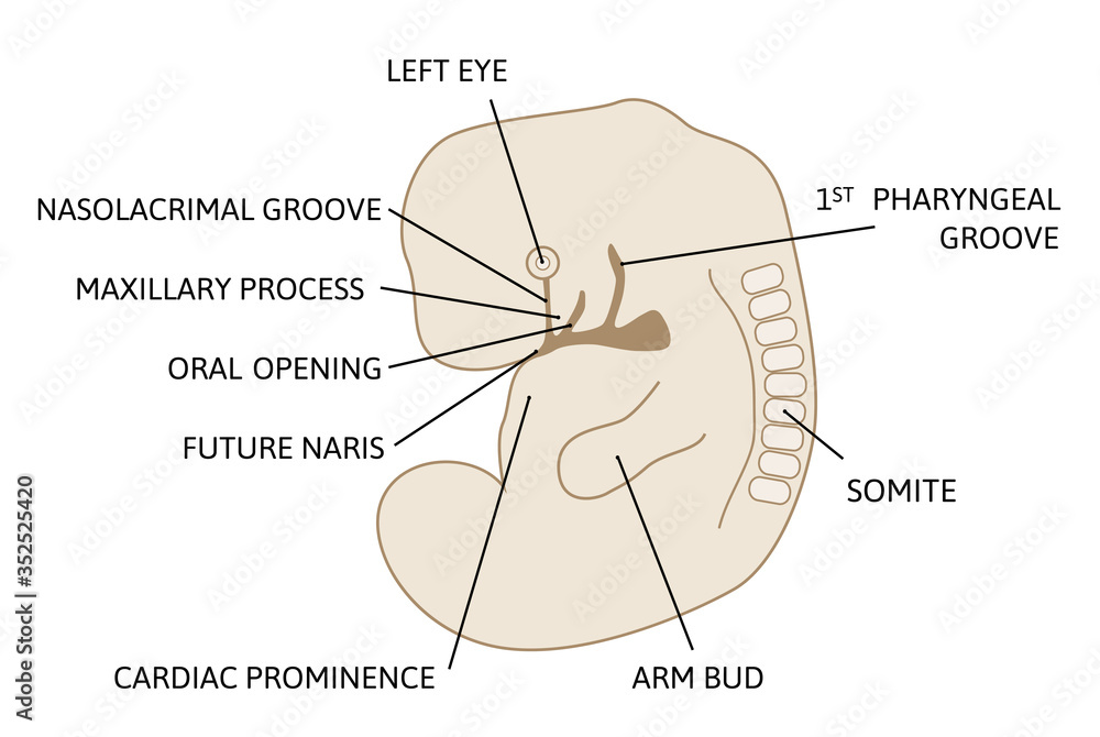 Fototapeta premium Lateral view of ebryo at 6 to 8 weeks. Development of the child Face, future nose, eye, mouth. Medical illustration marked with lines.