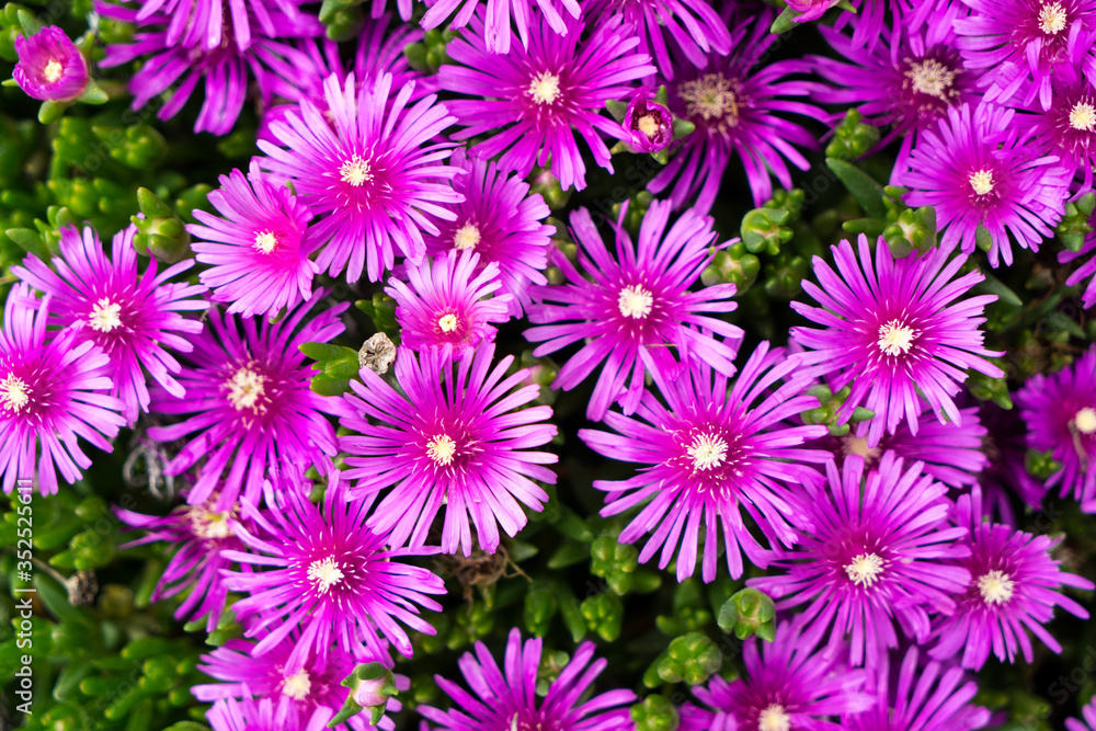 Pink flowers bloomed Pink flowers bloomed