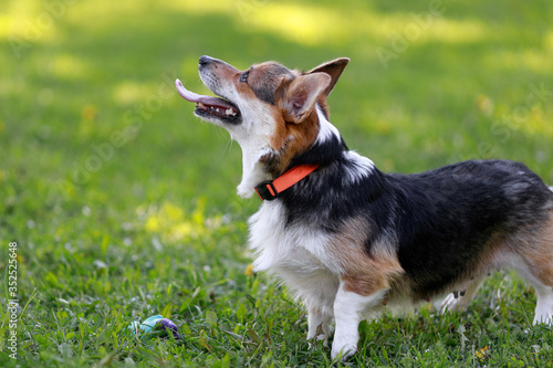 Adult Pembroke welsh corgi playing with a rubber dog  toy 