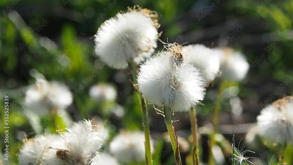 Dandelions with fluffy seeds are young in spring. Flowering and growth of Wild flowers. Dandelions with fluffy seeds are young in spring. Flowering and growth of Wild flowers.