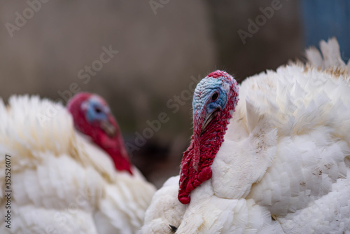 White turkeys in the countryside.