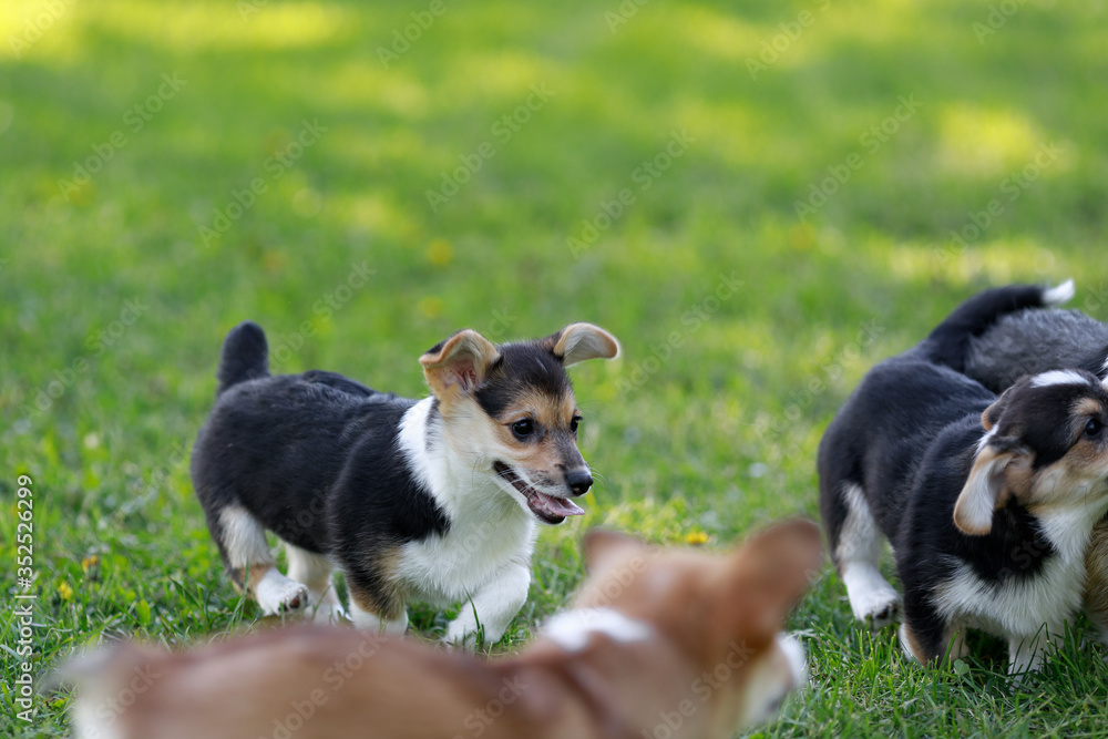 Adult Pembroke welsh corgi playing with a rubber toy together with puppies