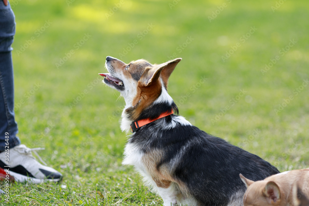 Group of corgi dog pembroke welsh corgi walking outdoor in summer park
Group of corgi dog pembroke welsh corgi walking outdoor in summer park