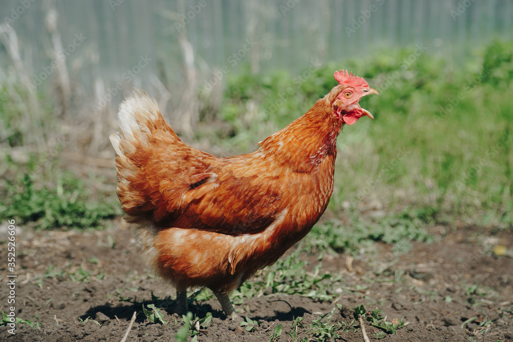 Fototapeta premium Brown domestic chicken in the summer outdoors close-up