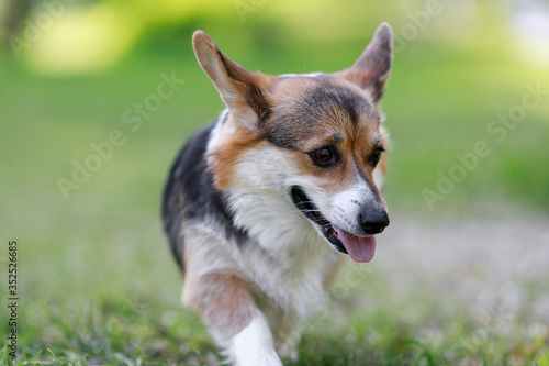 Red and black Welsh Corgi Pembroke cardigan puppies playing on the grass park outdoor