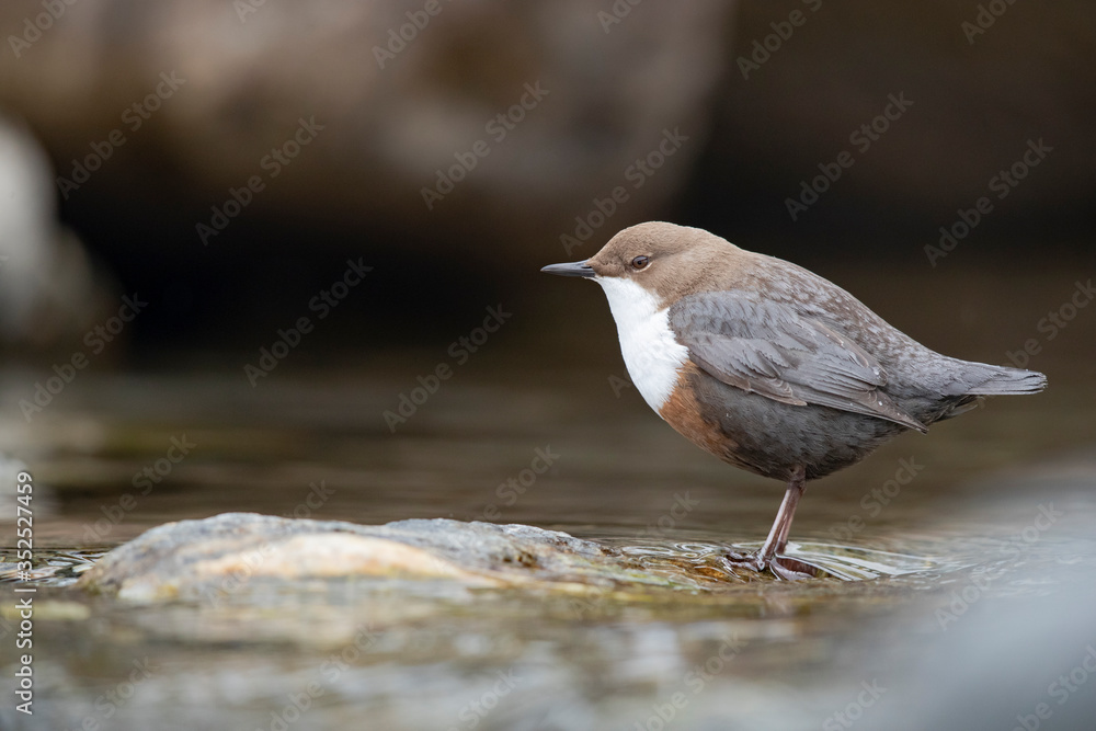 Wasseramsel am winterlichen Gebirgsbach Wasseramsel am winterlichen Gebirgsbach