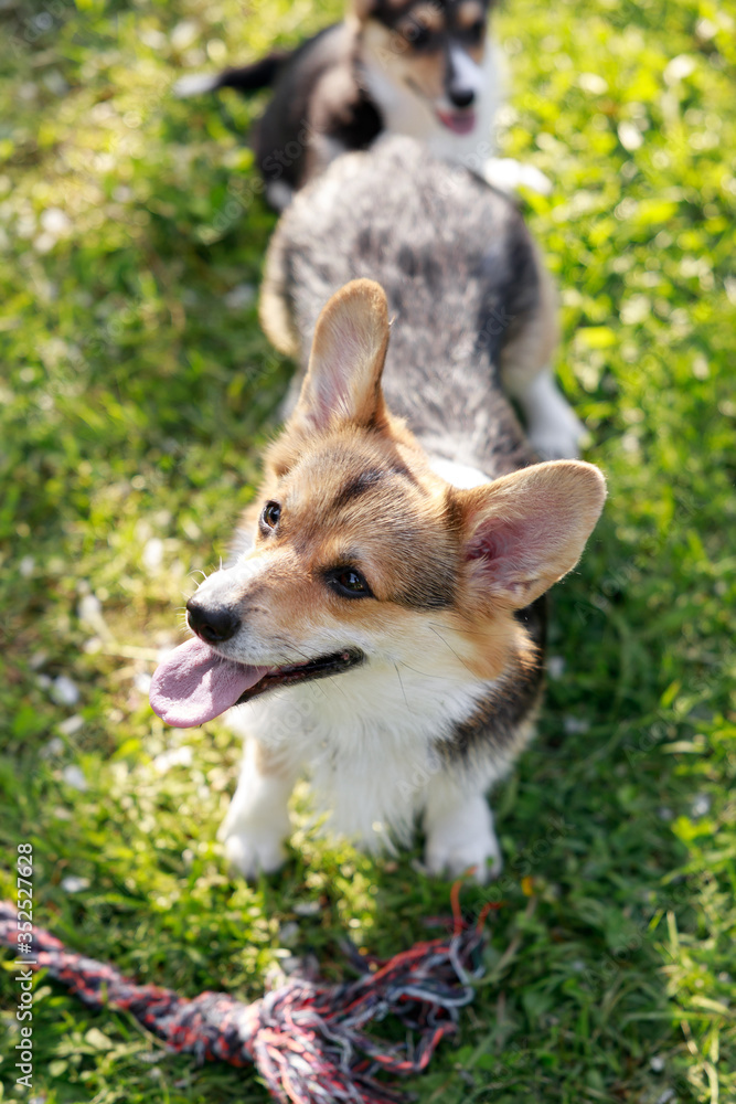 Obraz premium Adult Pembroke welsh corgi playing with a rope together with puppies in park