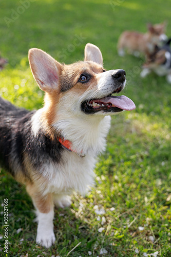Adult Pembroke welsh corgi playing with a rope together with puppies in park © NEZNAEV