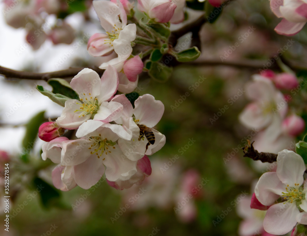 apple tree blossom, bee, nature, pink, flowers