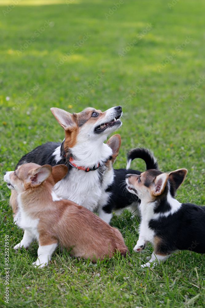 Adult Pembroke welsh corgi playing with a rope together with puppies in park Adult Pembroke welsh corgi playing with a rope together with puppies in park
