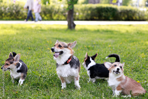 Adult Pembroke welsh corgi playing with a rope together with puppies in park
