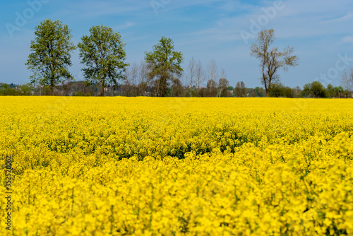 landscape of spring rapeseed field