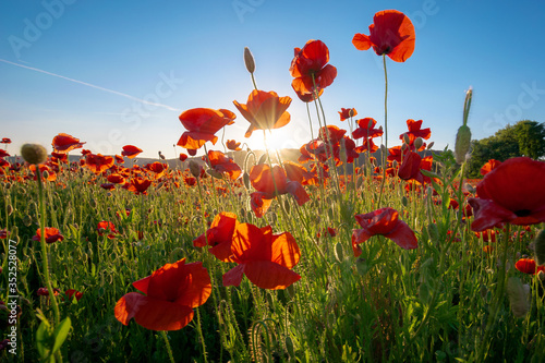 red poppy field landscape. beautiful landscape at sunset beneath a blue sky in spring. wonderful outdoor background photo