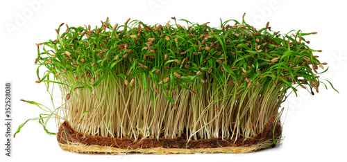 Micro green sprouts of fennel isolated on white