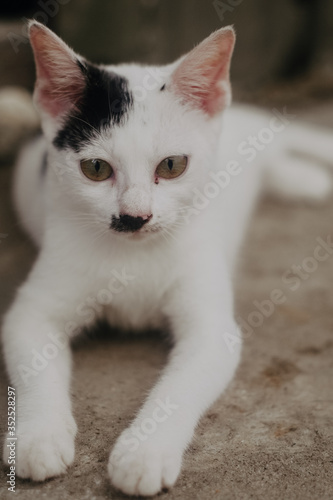 my cat is hitler