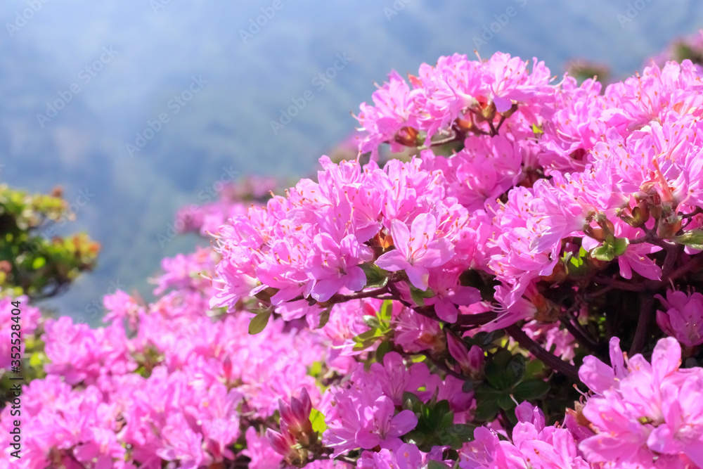 ミヤマキリシマ 仙酔峡 熊本県阿蘇市 Rhododendron kiusianum Sensuikyo Kumamoto Aso city ミヤマキリシマ 仙酔峡 熊本県阿蘇市 Rhododendron kiusianum Sensuikyo Kumamoto Aso city