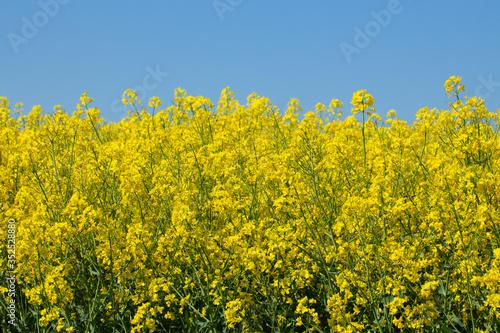 Field of yellow oilseed rape against clear blue sky, Brassica napus