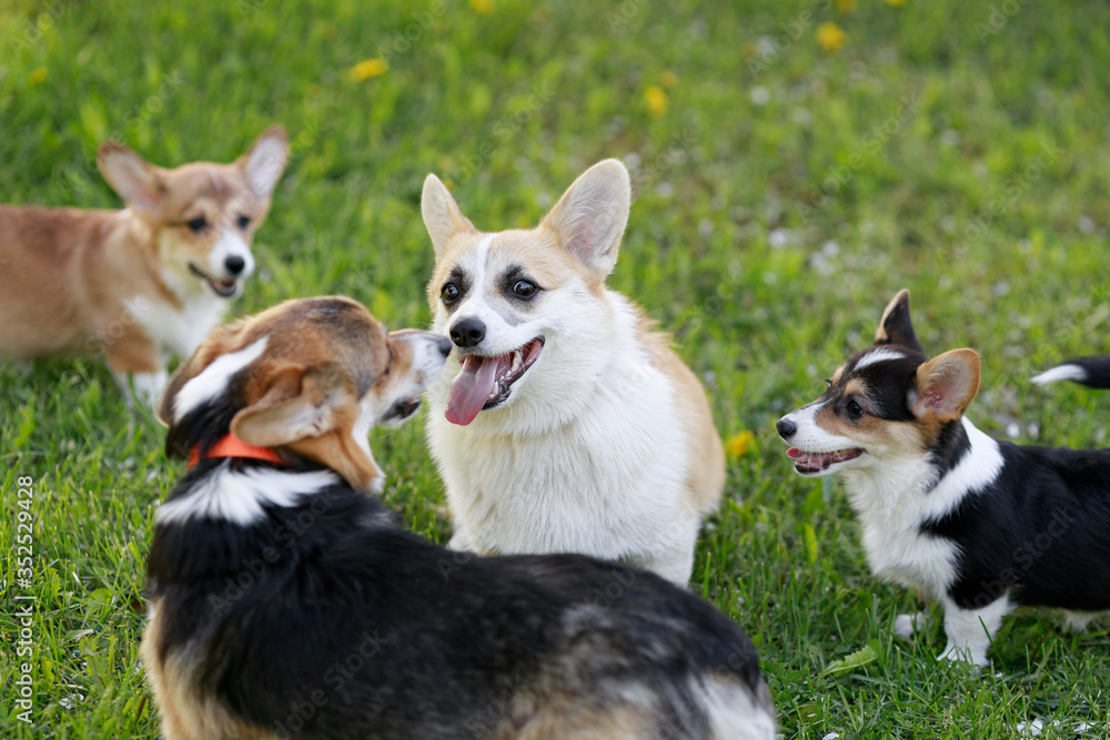 Red and Black Cardigan Welsh Corgi Pembroke Cardigan play on grass Red and Black Cardigan Welsh Corgi Pembroke Cardigan play on grass