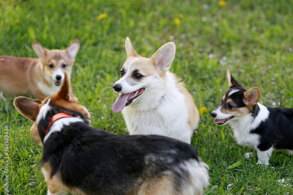 Red and Black Cardigan Welsh Corgi Pembroke Cardigan play on grass Red and Black Cardigan Welsh Corgi Pembroke Cardigan play on grass