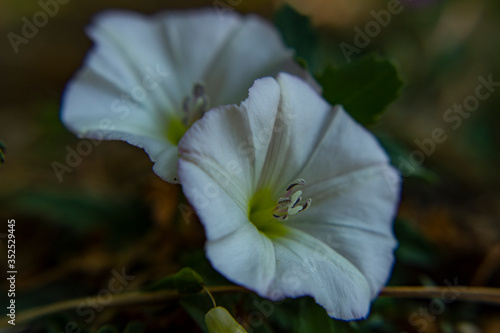 bee on flower