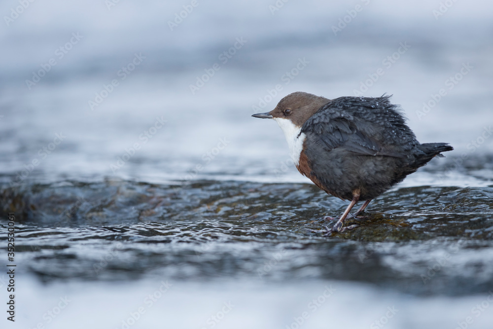 Wasseramsel am winterlichen Gebirgsbach Wasseramsel am winterlichen Gebirgsbach