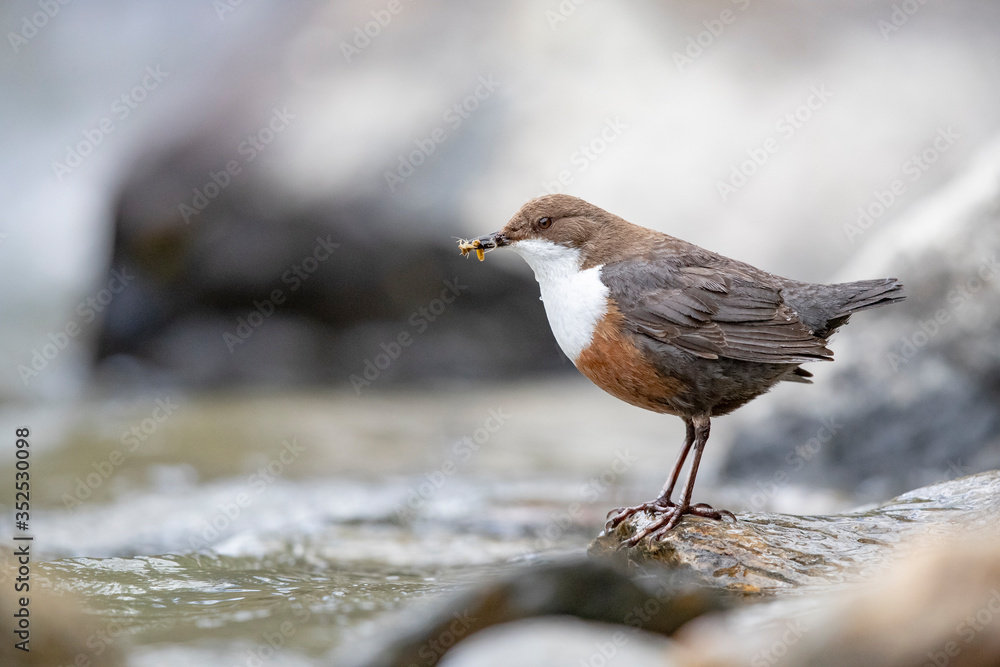 Wasseramsel Wasseramsel